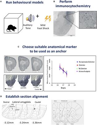 Functional Neuronal Topography: A Statistical Approach to Micro Mapping Neuronal Location